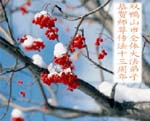 2005-5-11-shuangyashan842