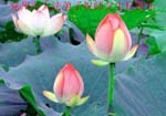 2005-5-11-yinzhou-01
