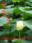 2005-5-12-hechuan749