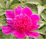 2006-5-12-jinan-mudan