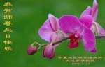 2006-5-13-greet514-16