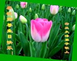 2006-5-15-hollandgr