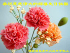 山东省潍坊市昌邑市老年大法弟子恭祝慈悲伟大的师尊生日快乐！