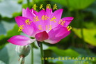 山西省忻州一家庭资料点大法弟子同庆世界法轮大法日！