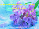 湖北省武汉杨杈湖全体大法弟子祝师父生日快乐！祝贺世界法轮大法日十五周年！