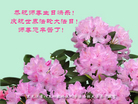 黑龙江省八五四农场一学法组大法弟子恭祝师尊生日快乐！