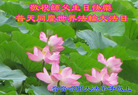黑龙江省齐齐哈尔大法弟子恭祝慈悲伟大的师尊生日快乐！恭祝世界法轮大法日！