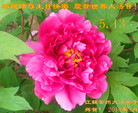 江苏省常州大法弟子恭祝师尊生日快乐！庆贺世界法轮大法日！