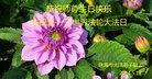 广东省珠海市大法弟子恭祝师尊生日快乐！庆祝世界法轮大法日！