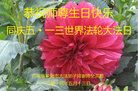 广东省珠海市全体大法弟子同庆世界法轮大法日！恭祝师尊生日快乐！