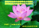 广东省深圳大法弟子恭祝慈悲伟大的师尊生日快乐！