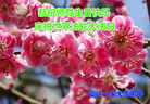 黑龙江省绥化市安达市一家大法弟子恭祝慈悲伟大的师尊生日快乐！