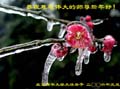 card-36