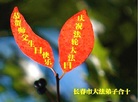 吉林省长春大法弟子恭祝慈悲伟大的师尊生日快乐！庆贺世界法轮大法日！