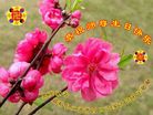 黑龙江省齐齐哈尔市富裕县二道湾大法弟子恭祝师父生日快乐！