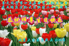 北京大法弟子恭贺第十五届法轮大法日！恭祝师尊生日快乐！
