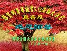 河北省邯郸全体大法弟子同祝同颂法轮大法洪传二十二周年！
