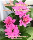 廊坊大法弟子恭贺世界法轮大法日暨师尊华诞(19条)