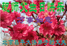 北京大法弟子恭贺世界法轮大法日暨师尊华诞(21条)
