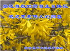 北京大法弟子恭贺世界法轮大法日暨师尊华诞(18条)