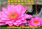 石家庄大法弟子恭贺世界法轮大法日暨师尊华诞(19条)