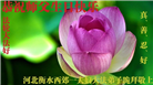 河北大法弟子恭贺世界法轮大法日暨师尊华诞(21条)