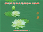 湖北大法弟子恭贺世界法轮大法日暨师尊华诞(25条)