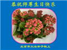 北京大法弟子恭贺世界法轮大法日暨师尊华诞(18条)