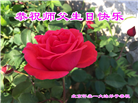 北京大法弟子恭贺世界法轮大法日暨师尊华诞(18条)