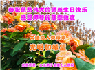 北京大法弟子恭贺世界法轮大法日暨师尊华诞(18条)