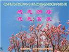 北京大法弟子恭贺世界法轮大法日暨师尊华诞(19条)