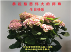 河北大法弟子恭贺世界法轮大法日暨师尊华诞(18条)