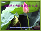 大法小弟子恭贺世界法轮大法日暨师尊华诞(20条)