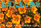 北京大法弟子恭贺世界法轮大法日暨师尊华诞(22条)