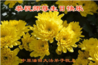 各行业大法弟子恭贺世界法轮大法日暨师尊华诞(23条)
