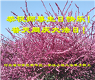 石家庄大法弟子恭贺世界法轮大法日暨师尊华诞(19条)