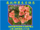 北京大法弟子恭贺世界法轮大法日暨师尊华诞(22条)