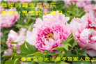 明真相世人恭贺世界法轮大法日暨师尊华诞(20条)