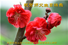 北京大法弟子恭贺世界法轮大法日暨师尊华诞(18条)