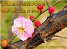 北京大法弟子恭贺世界法轮大法日暨师尊华诞(18条)