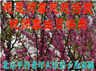 北京大法弟子恭贺世界法轮大法日暨师尊华诞(20条)