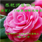 河南大法弟子恭贺世界法轮大法日暨师尊华诞(22条)