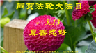湖北大法弟子恭贺世界法轮大法日暨师尊华诞(20条)