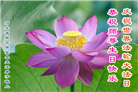 河北大法弟子恭贺世界法轮大法日暨师尊华诞(24条)