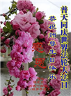 张家口大法弟子恭贺世界法轮大法日暨师尊华诞(23条)
