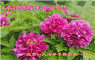 北京大法弟子恭贺世界法轮大法日暨师尊华诞(22条)