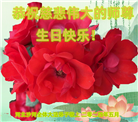 河北大法弟子恭贺世界法轮大法日暨师尊华诞(24条)
