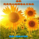 云南大法弟子恭贺世界法轮大法日暨师尊华诞(20条)