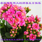 石家庄大法弟子恭贺世界法轮大法日暨师尊华诞(21条)