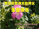 北京大法弟子恭贺世界法轮大法日暨师尊华诞(18条)